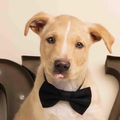 Seamus, adopted, Puppy Male Labrador Retriever & Mixed Breed.