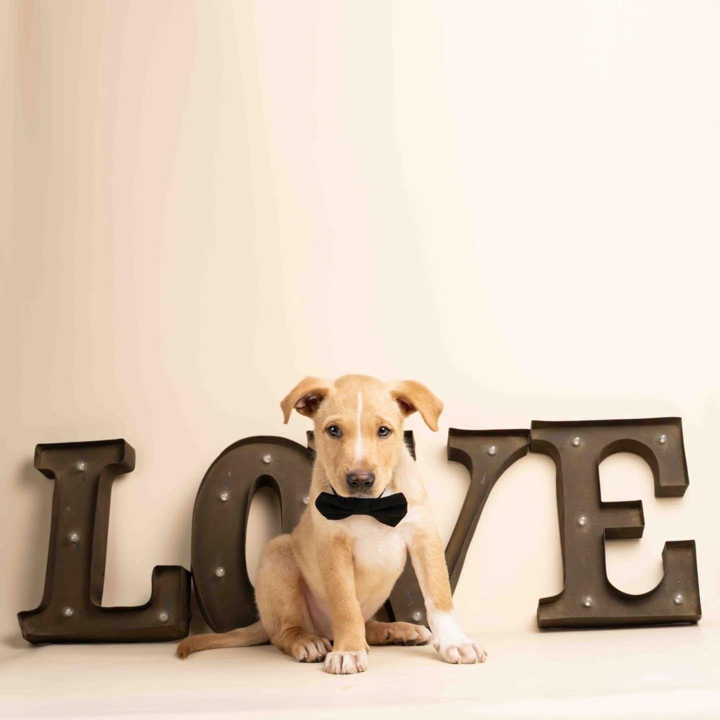 Enlarge Seamus, an adopted mixed breed in Smyrna, GA image 6/6