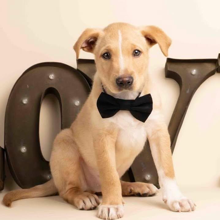 Enlarge Seamus, an adopted mixed breed in Smyrna, GA image 5/6