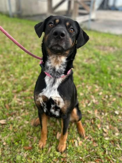 May, Adoptable, Adult Female Rottweiler & Mixed Breed.