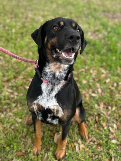 Enlarge May, a Adoptable mixed breed in Gulfport, MS image 2/2
