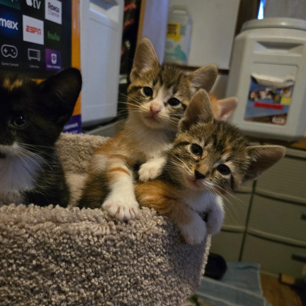 Beverly 22865, Adoptable, Kitten Female Domestic Short Hair.