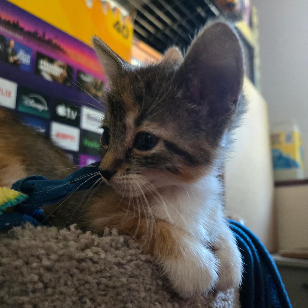 Enlarge Beverly 22865, a Adoptable Domestic Short Hair in Minneapolis, MN image 2/5