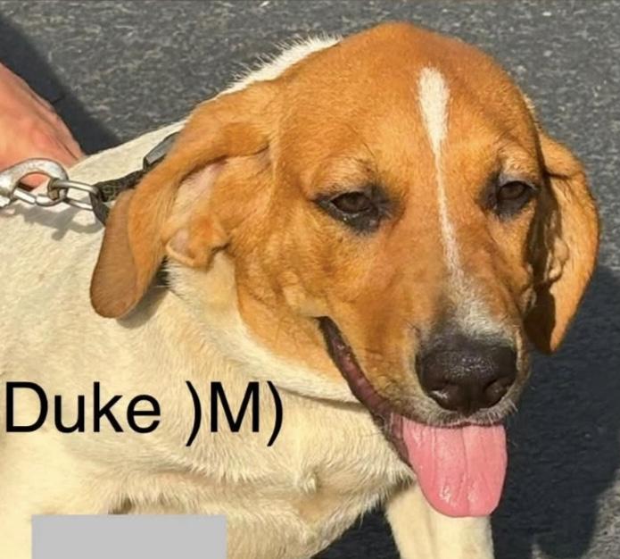 Duke, adoptable, Puppy Male Mixed Breed.
