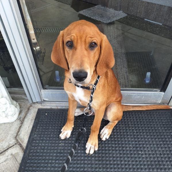 Enlarge Duke, an adopted mixed breed in Parma, OH image 1/3
