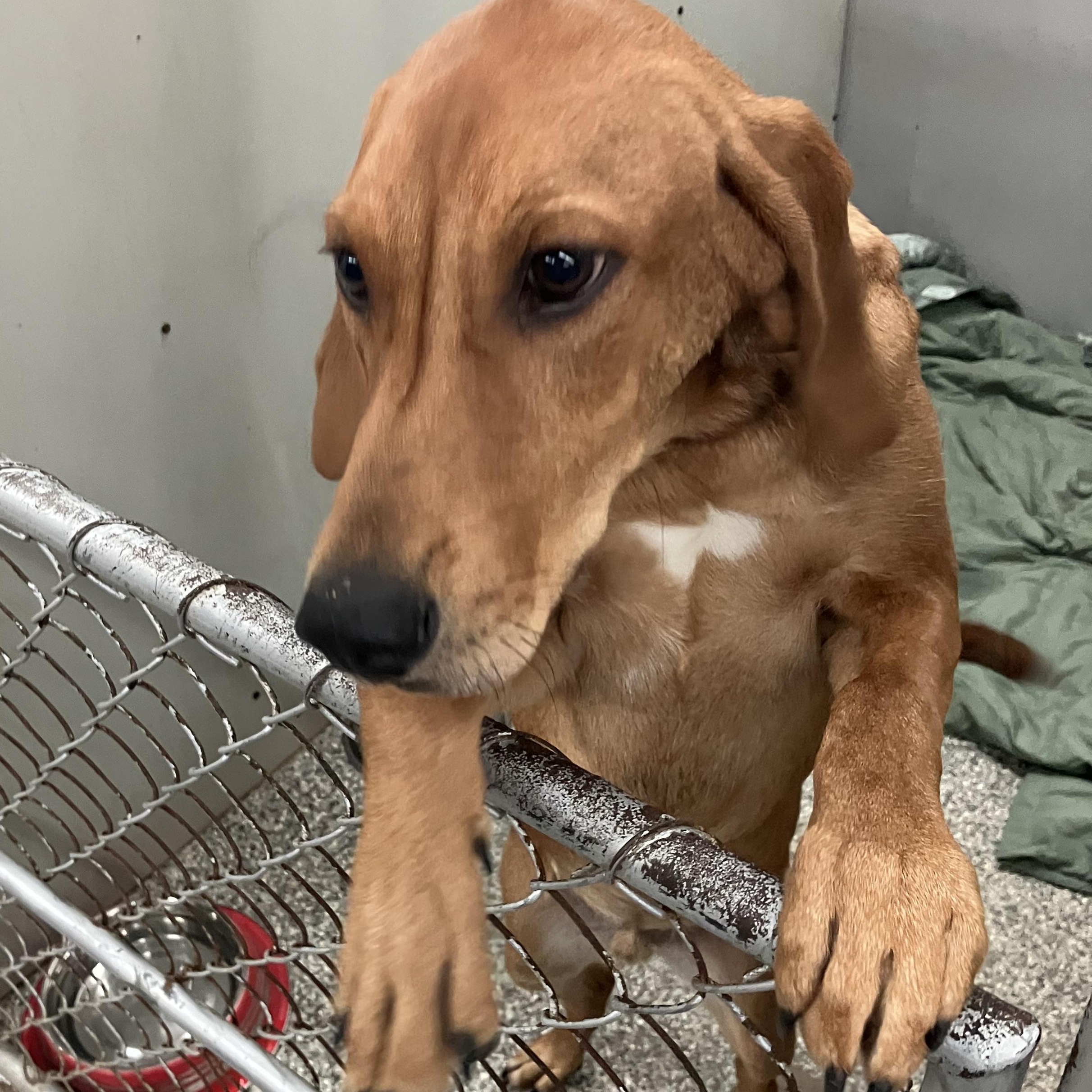 Enlarge Duke, an adoptable mixed breed in Parma, OH image 2/2