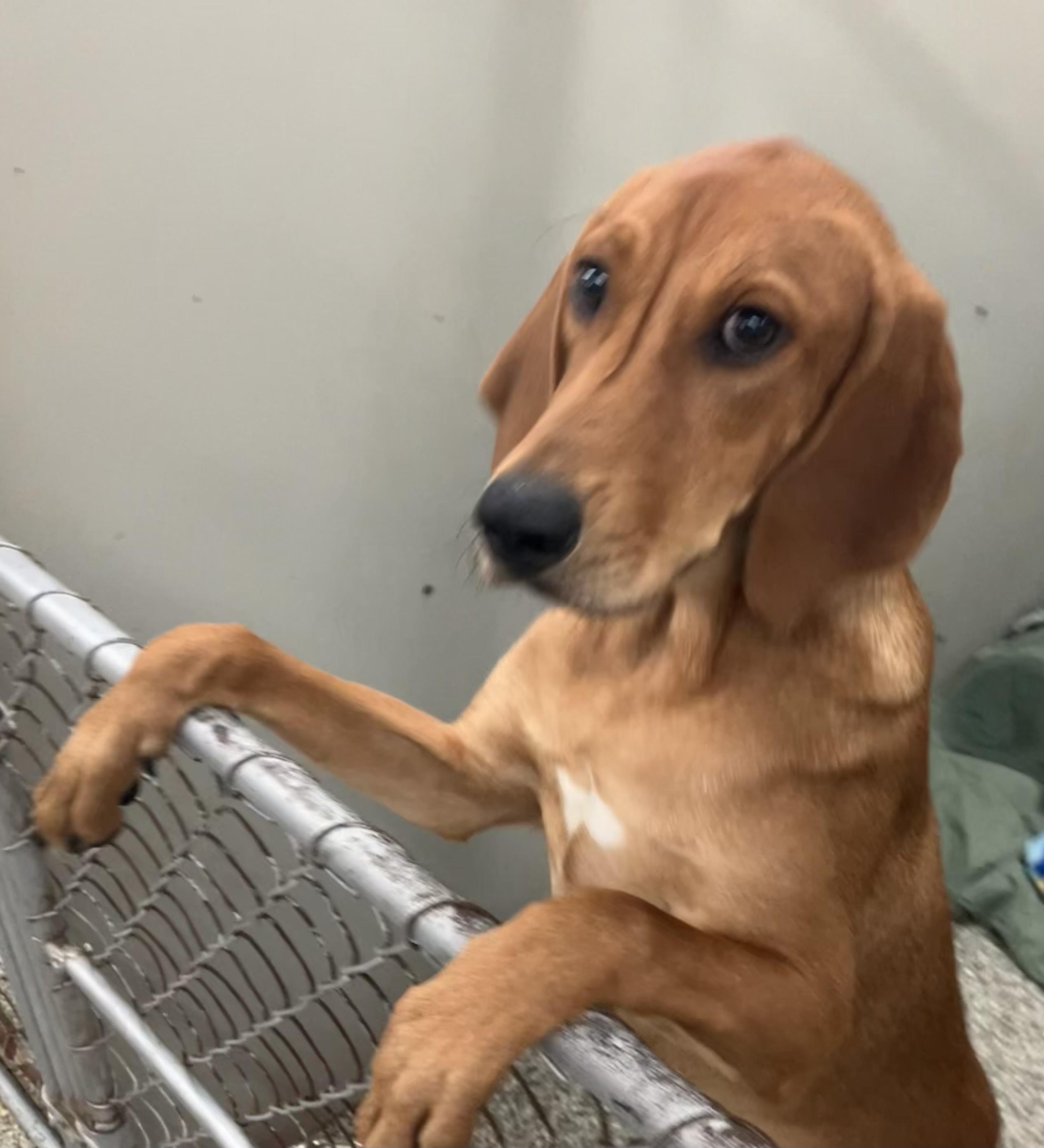 Duke, adoptable, Puppy Male Mixed Breed.