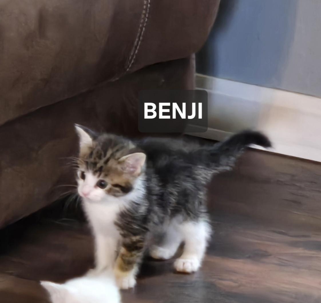 Enlarge Benji, a ADOPTABLE Domestic Short Hair in Windom, MN image 1/1