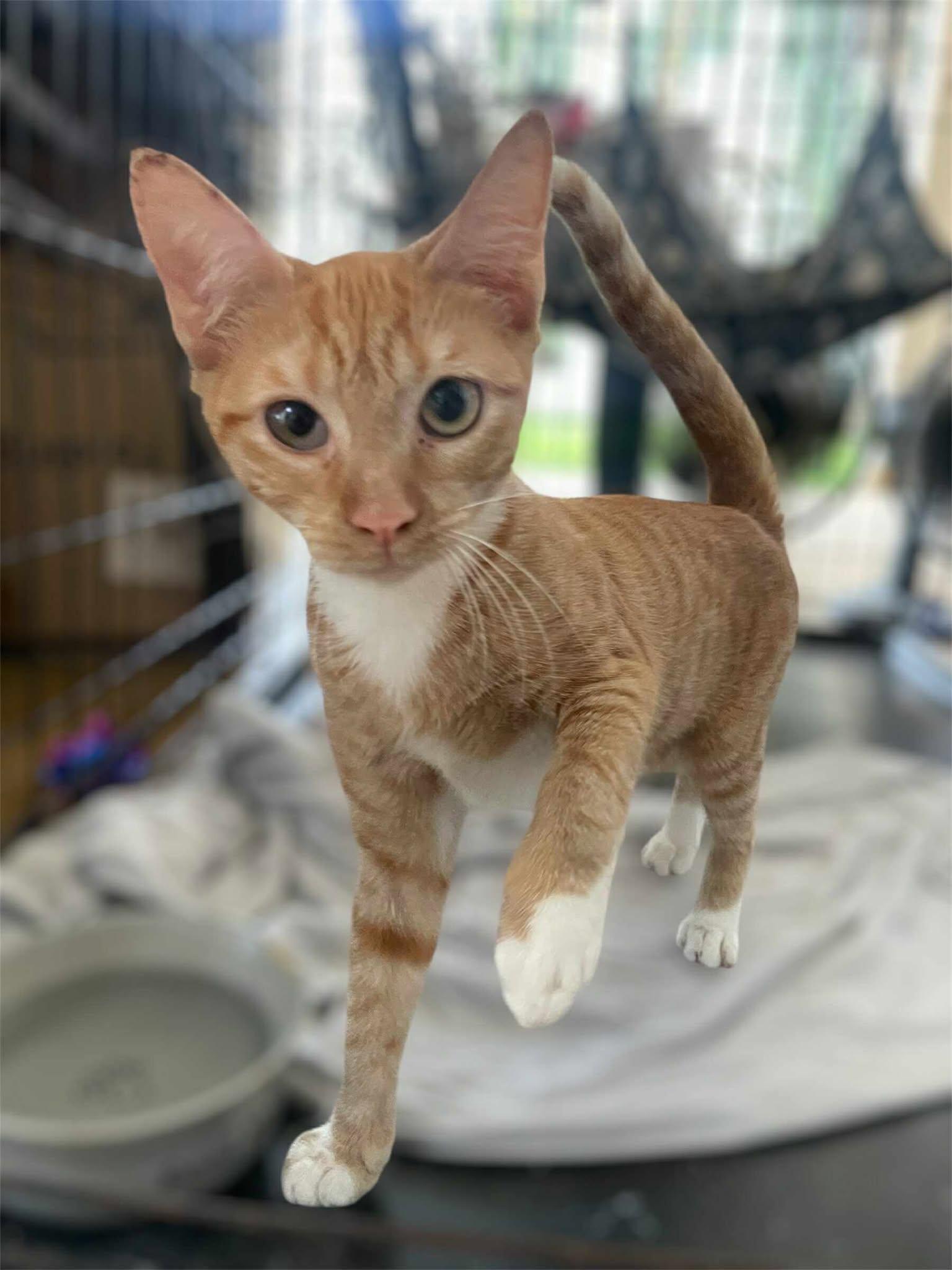 Pip