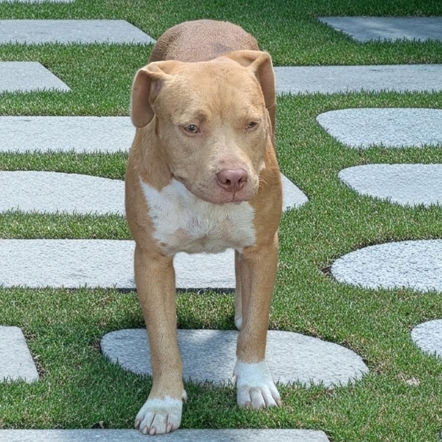 Goldie, a Adoptable Mixed Breed in Columbus, GA image 1/4