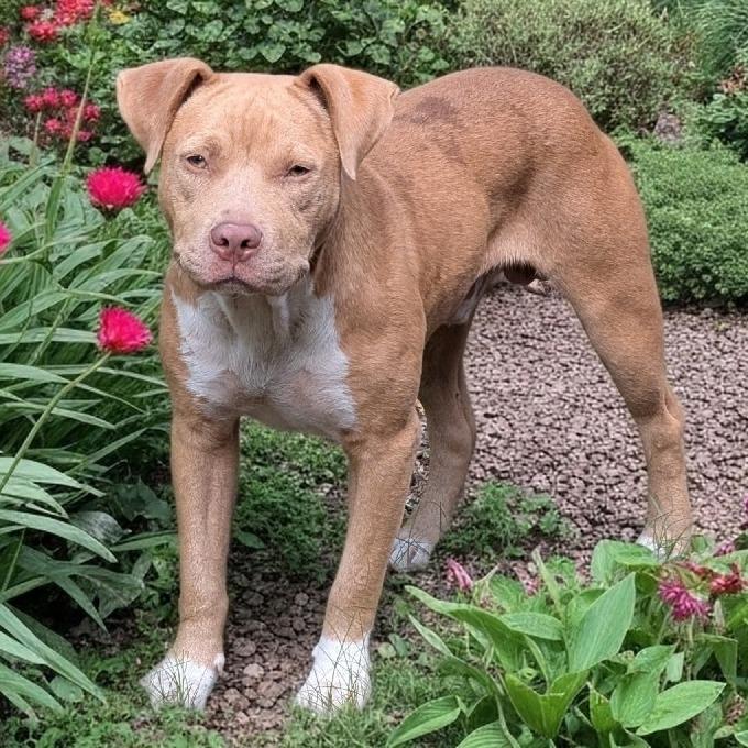 Goldie, a Adoptable Mixed Breed in Columbus, GA image 2/4