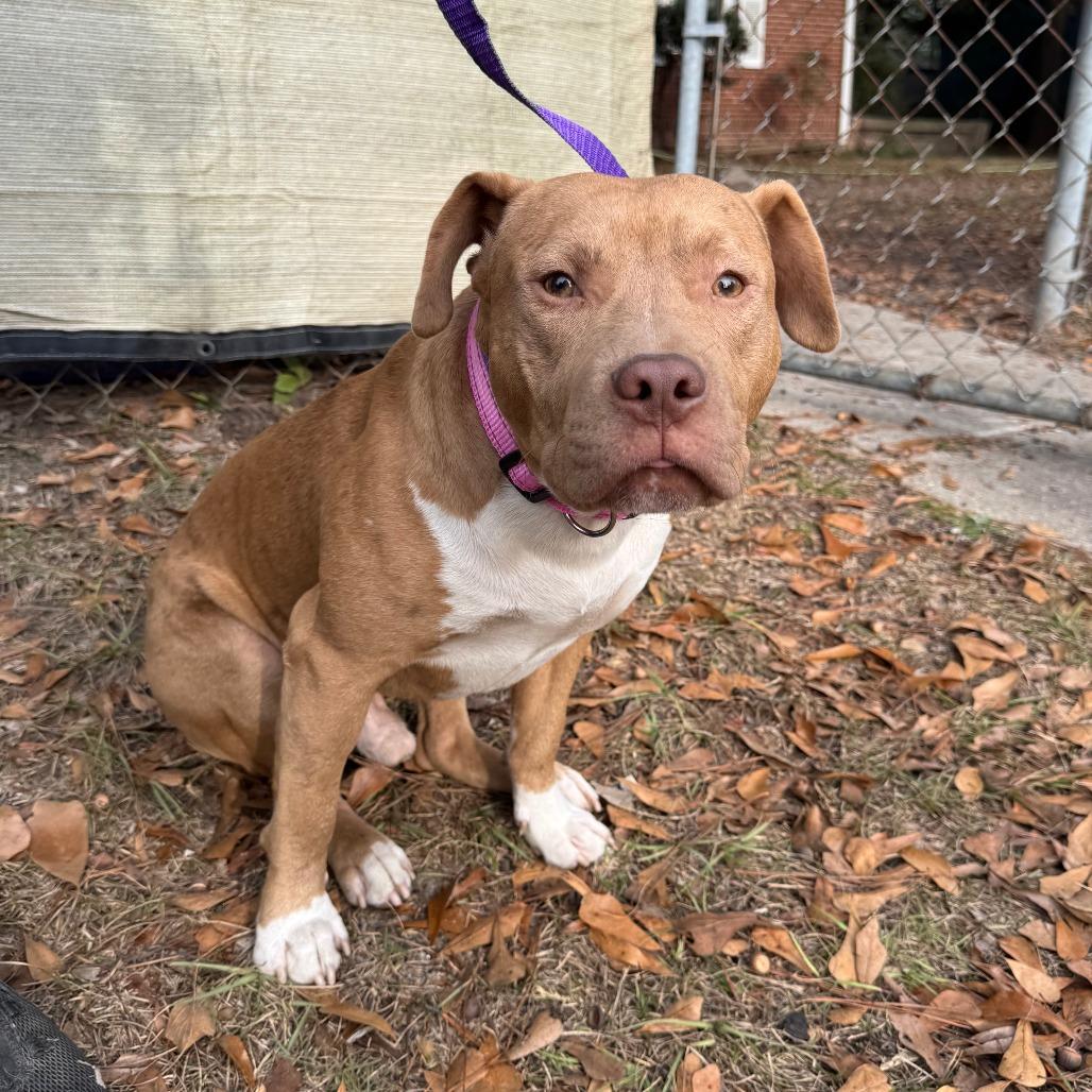 Goldie, a Adoptable Mixed Breed in Columbus, GA image 4/4