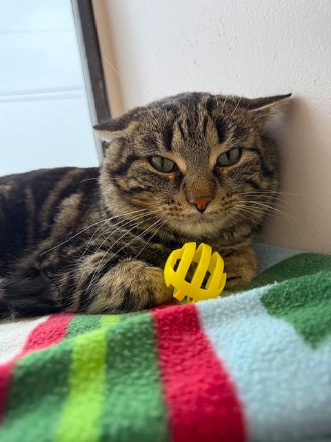 Enlarge Sammy, a ADOPTABLE Domestic Short Hair in Medina, OH image 1/1