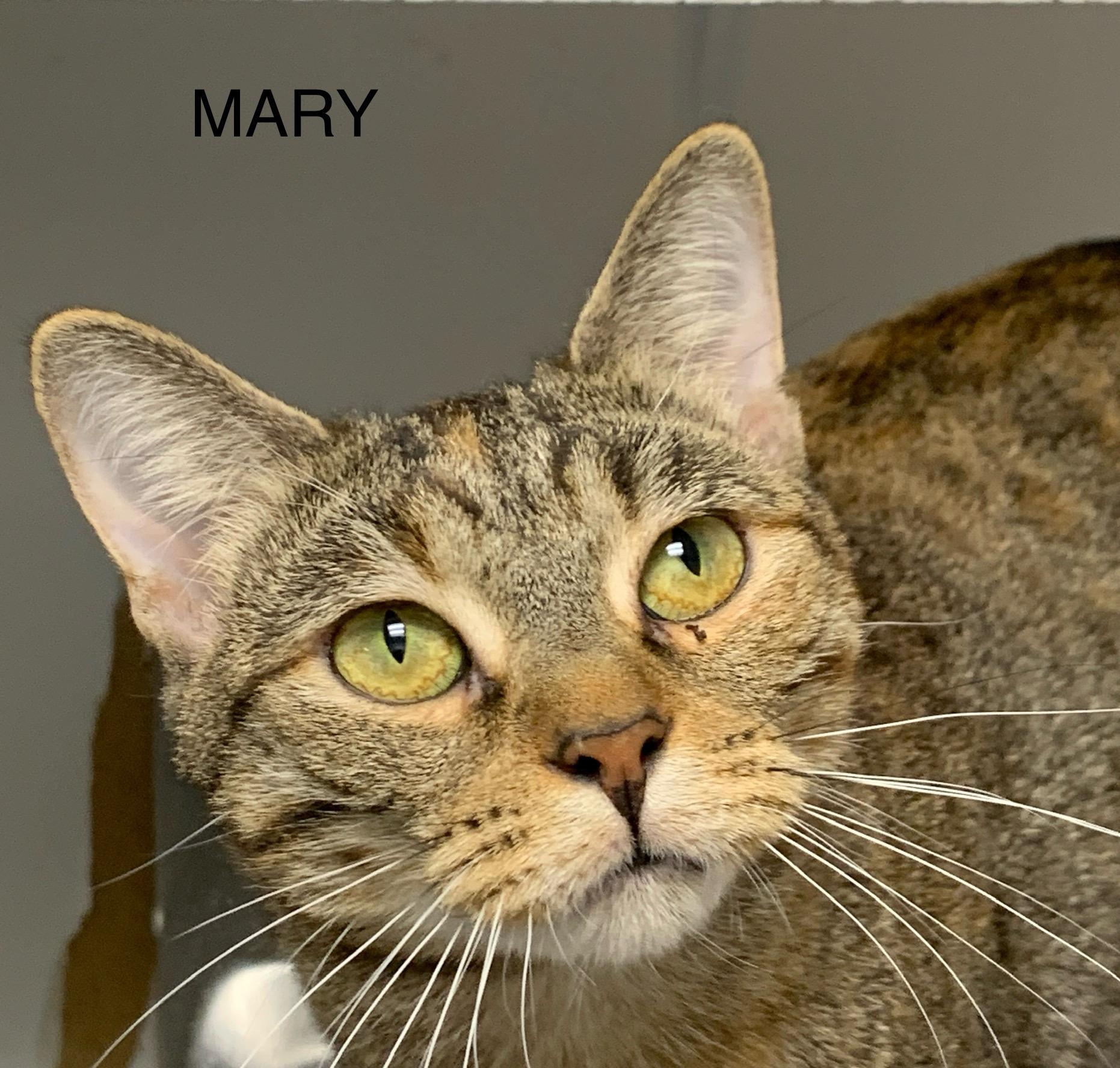 Mary, Adult Female Domestic Short Hair