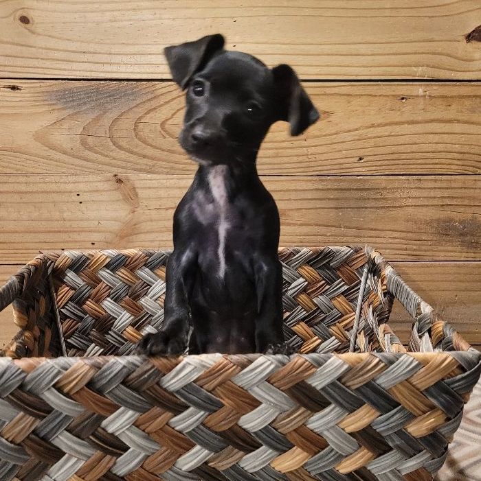 Enlarge Cassie, a Adopted mixed breed in Denham Springs, LA image 1/1