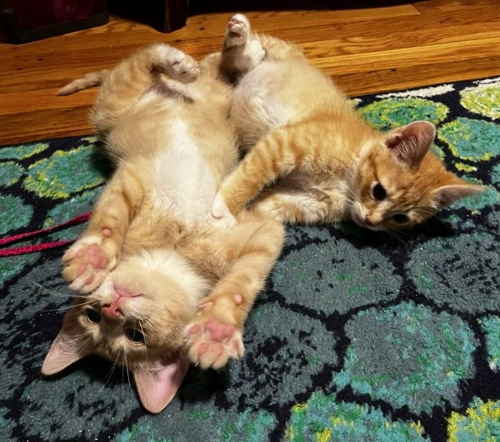 Hamlin and Tango, Adoptable, Kitten Male Domestic Short Hair.