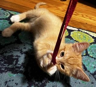 Enlarge Hamlin and Tango, a Adoptable Domestic Short Hair in Melrose, MA image 3/6