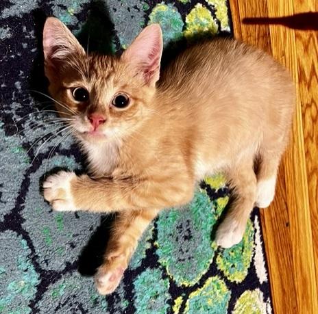 Enlarge Hamlin and Tango, a Adoptable Domestic Short Hair in Melrose, MA image 5/6