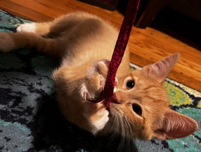 Enlarge Hamlin and Tango, a Adoptable Domestic Short Hair in Melrose, MA image 6/6