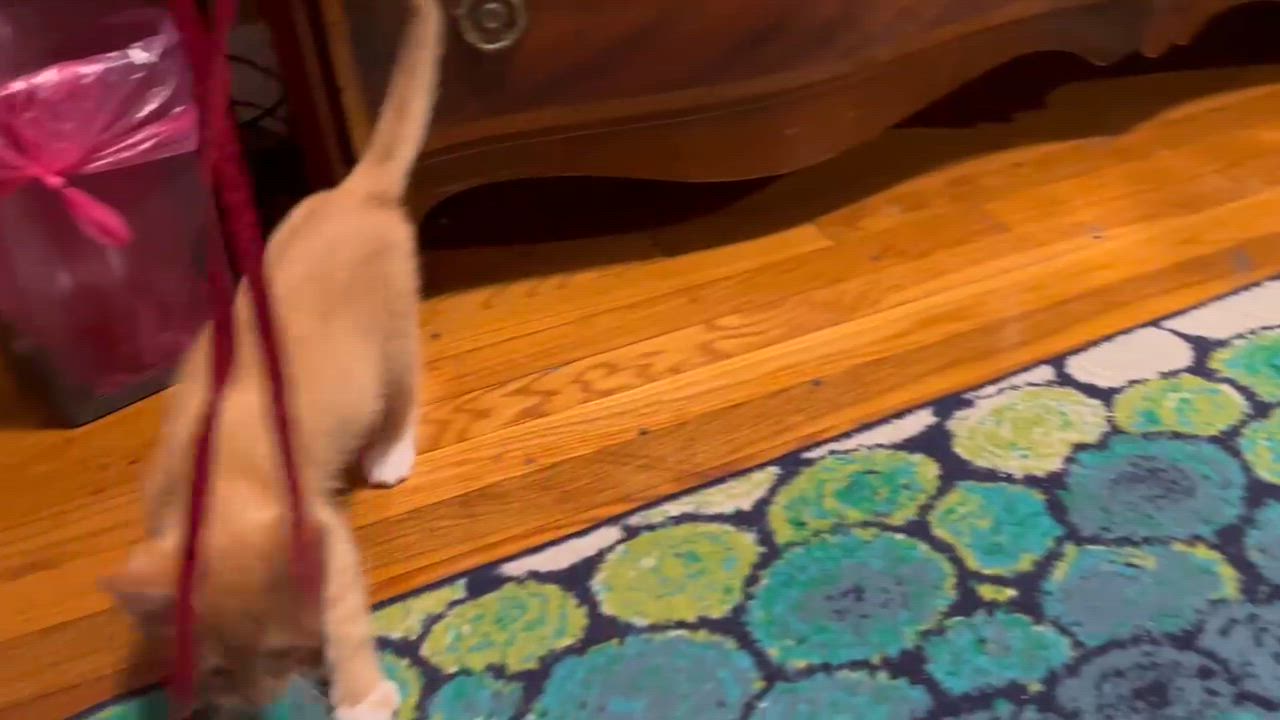 Enlarge Hamlin and Tango, a Adoptable Domestic Short Hair in Melrose, MA video 2/6