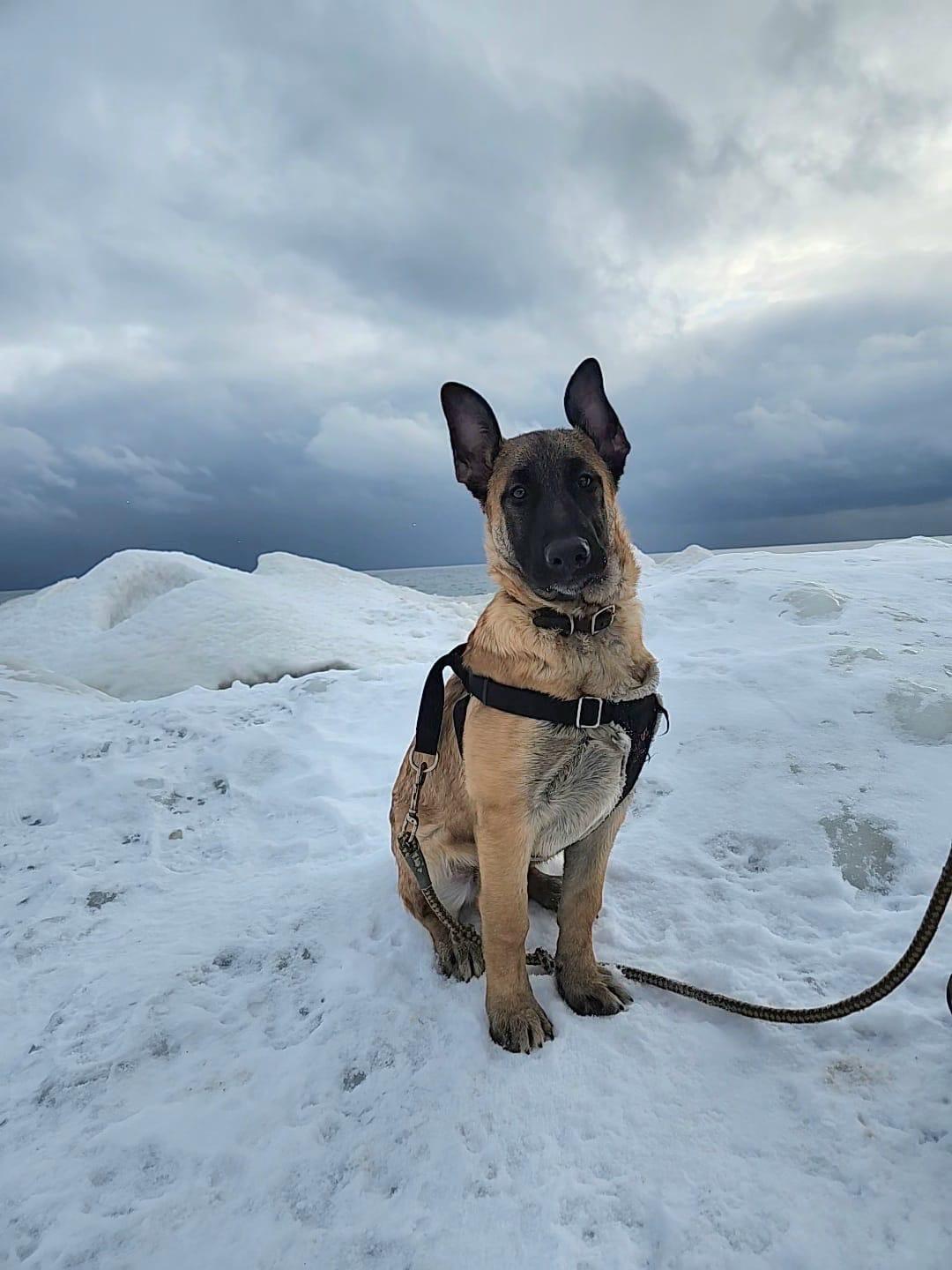 Elvin, ADOPTABLE, Young Male Shepherd & Belgian Shepherd / Malinois.