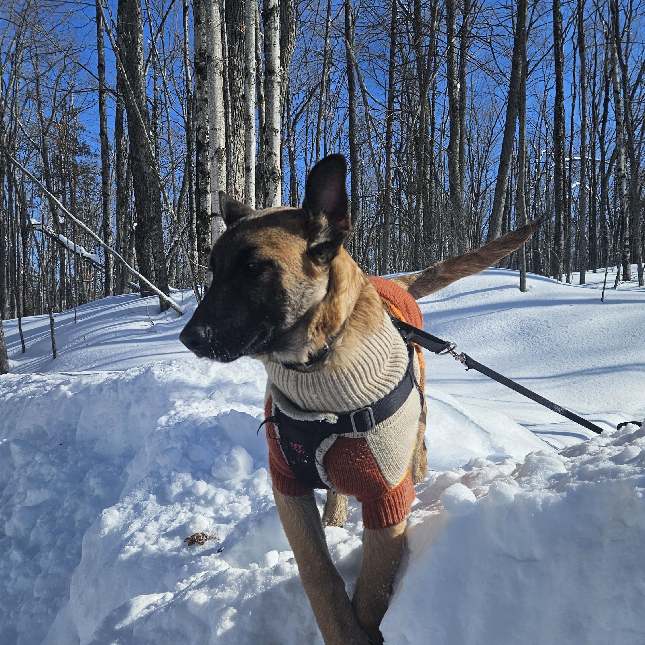 Elvin, a ADOPTABLE mixed breed in Oshawa, ON image 4/4