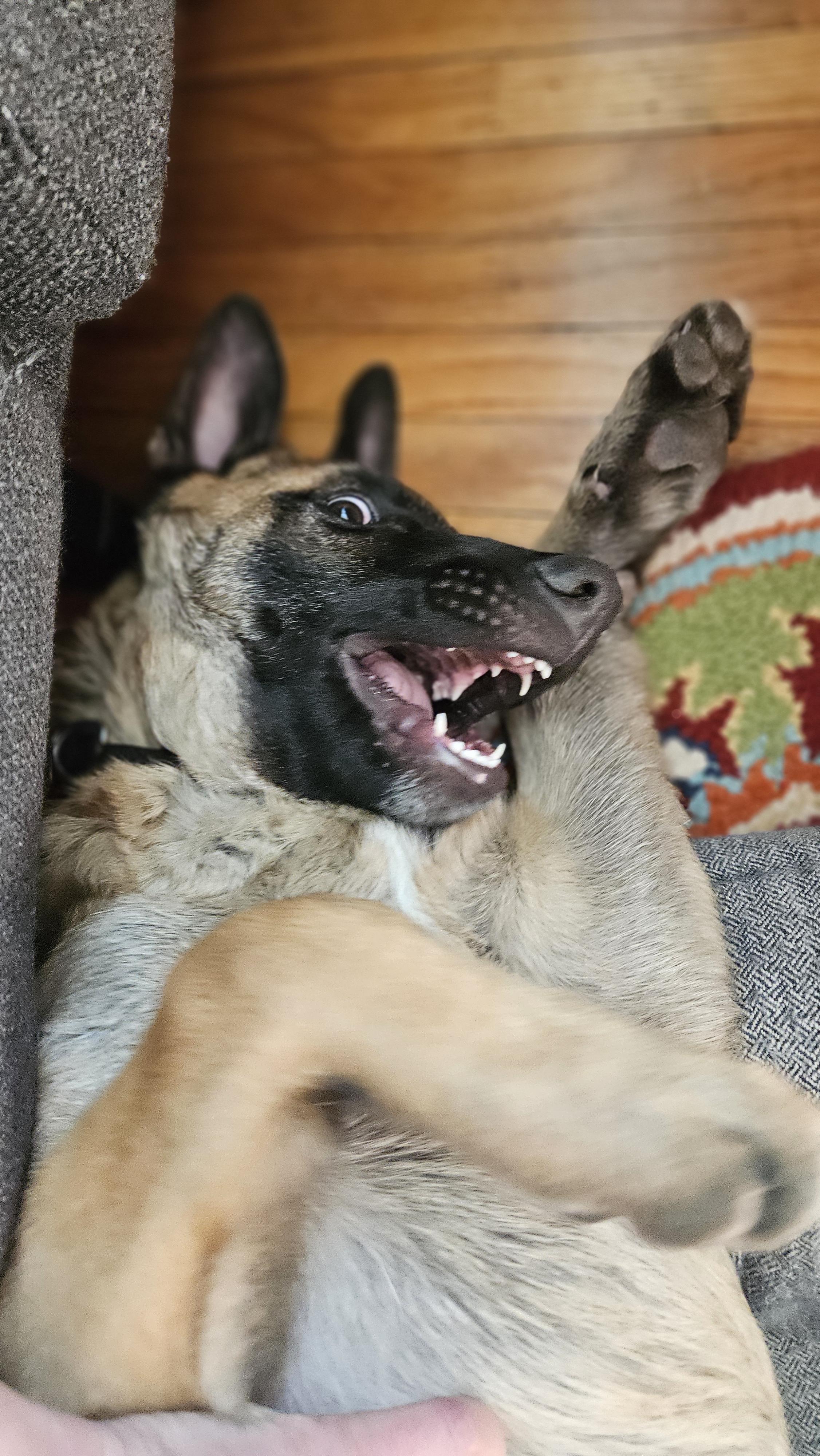 Elvin, a ADOPTABLE mixed breed in Oshawa, ON image 3/4
