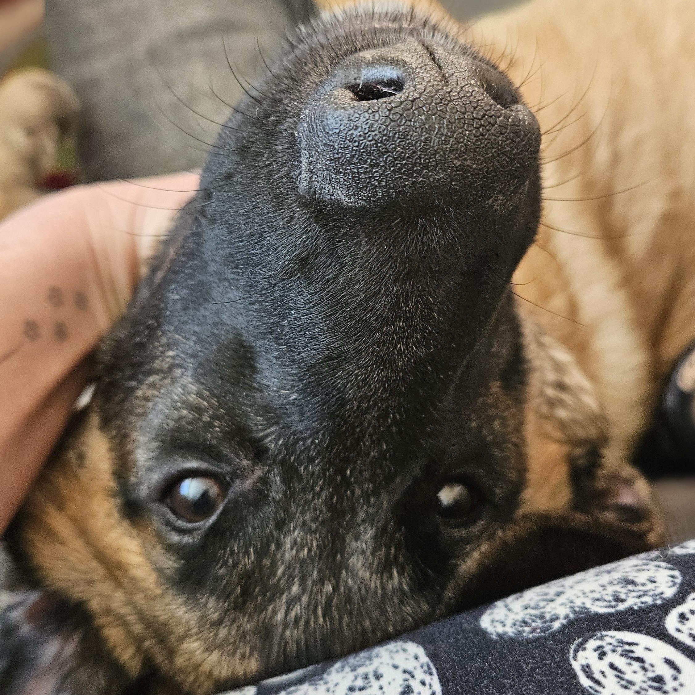 Elvin, a ADOPTABLE mixed breed in Oshawa, ON image 2/4