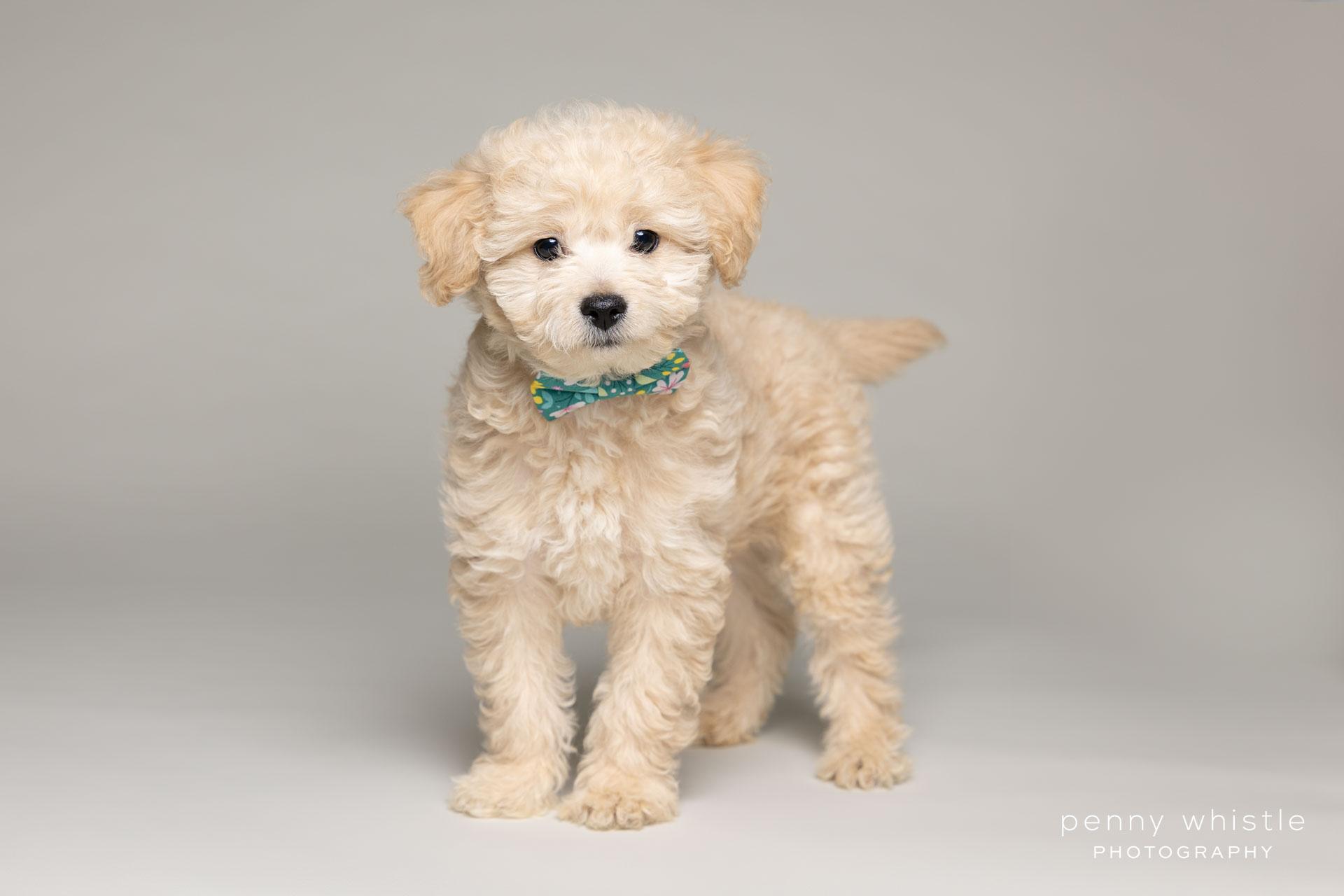 Barkley, adopted, Puppy Male Poodle.