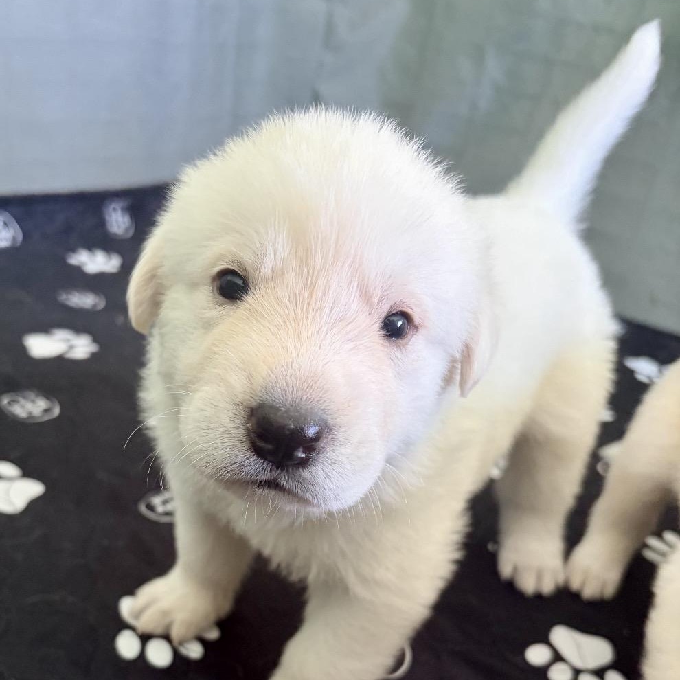 LEMON-Local, ADOPTABLE, Puppy Female Anatolian Shepherd.