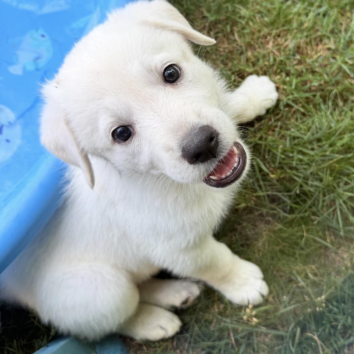 Lemon- local, ADOPTABLE, Puppy Female Golden Retriever & Anatolian Shepherd.