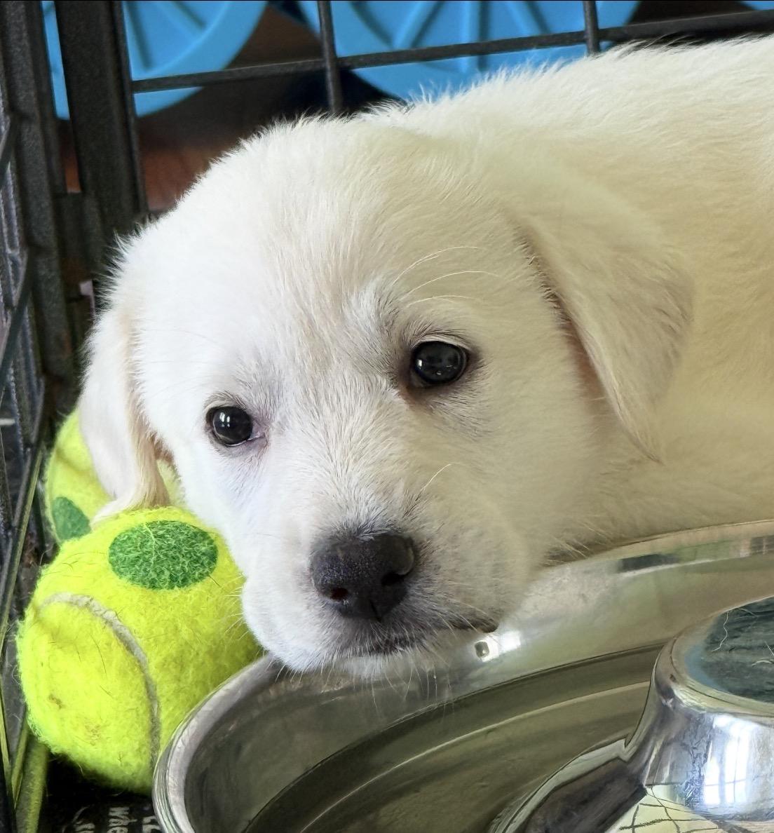 Lemon- local, a ADOPTABLE mixed breed in Warwick, RI image 6/6