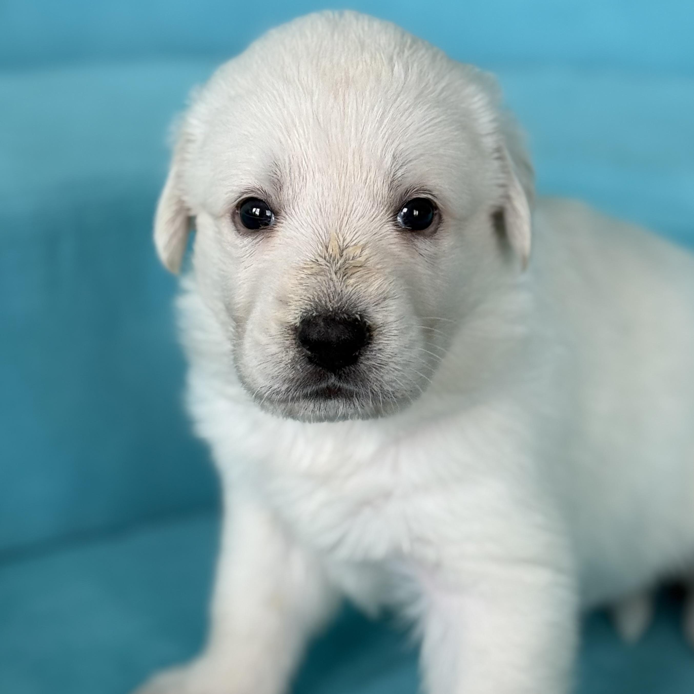 LEMON-Local, a ADOPTABLE mixed breed in Warwick, RI image 2/6