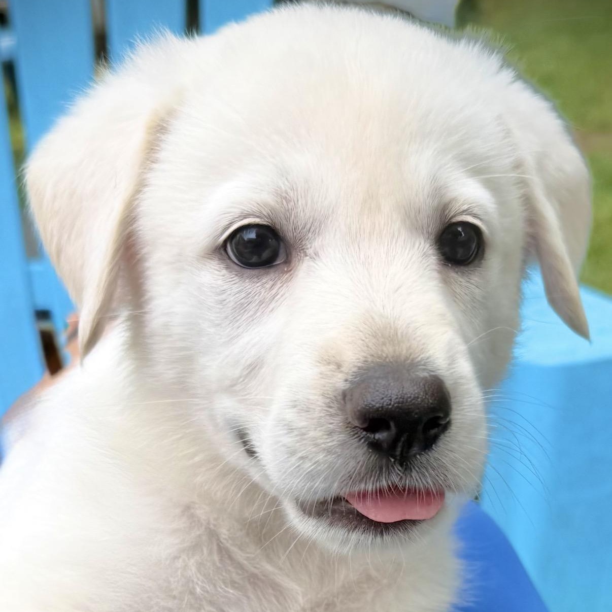 Lemon- local, a ADOPTABLE mixed breed in Warwick, RI image 4/6