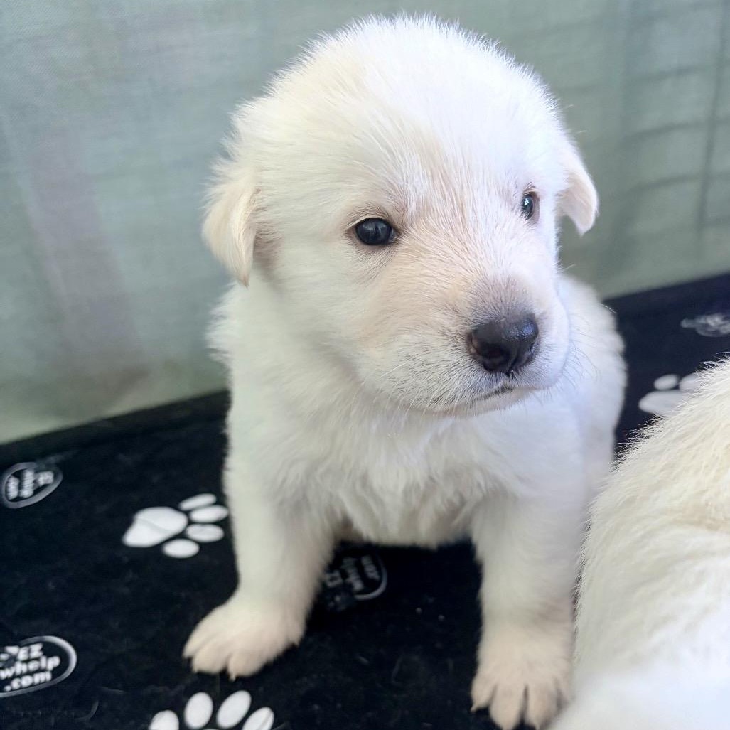 LEMON-Local, a ADOPTABLE mixed breed in Warwick, RI image 3/6