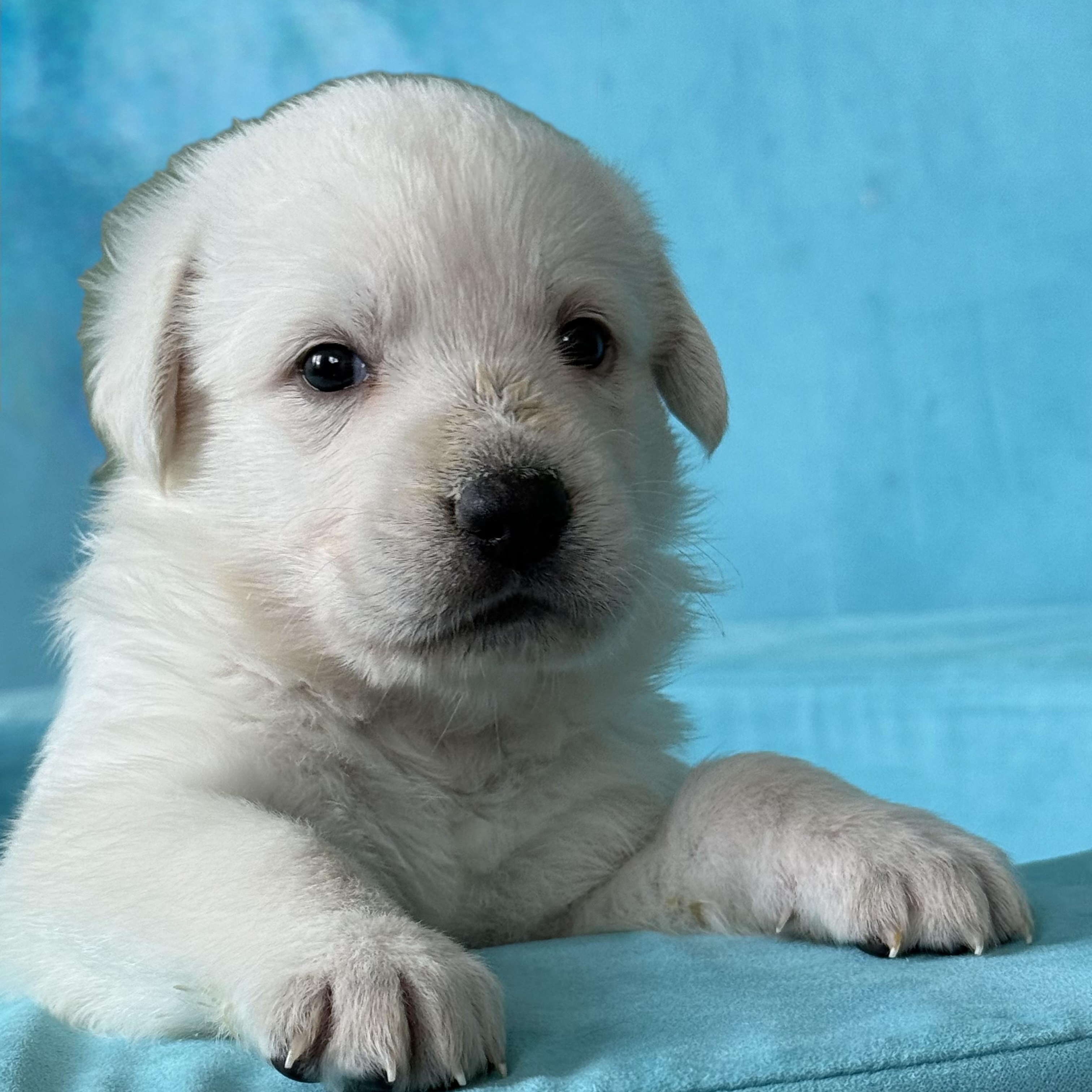 LEMON-Local, a ADOPTABLE mixed breed in Warwick, RI image 5/6