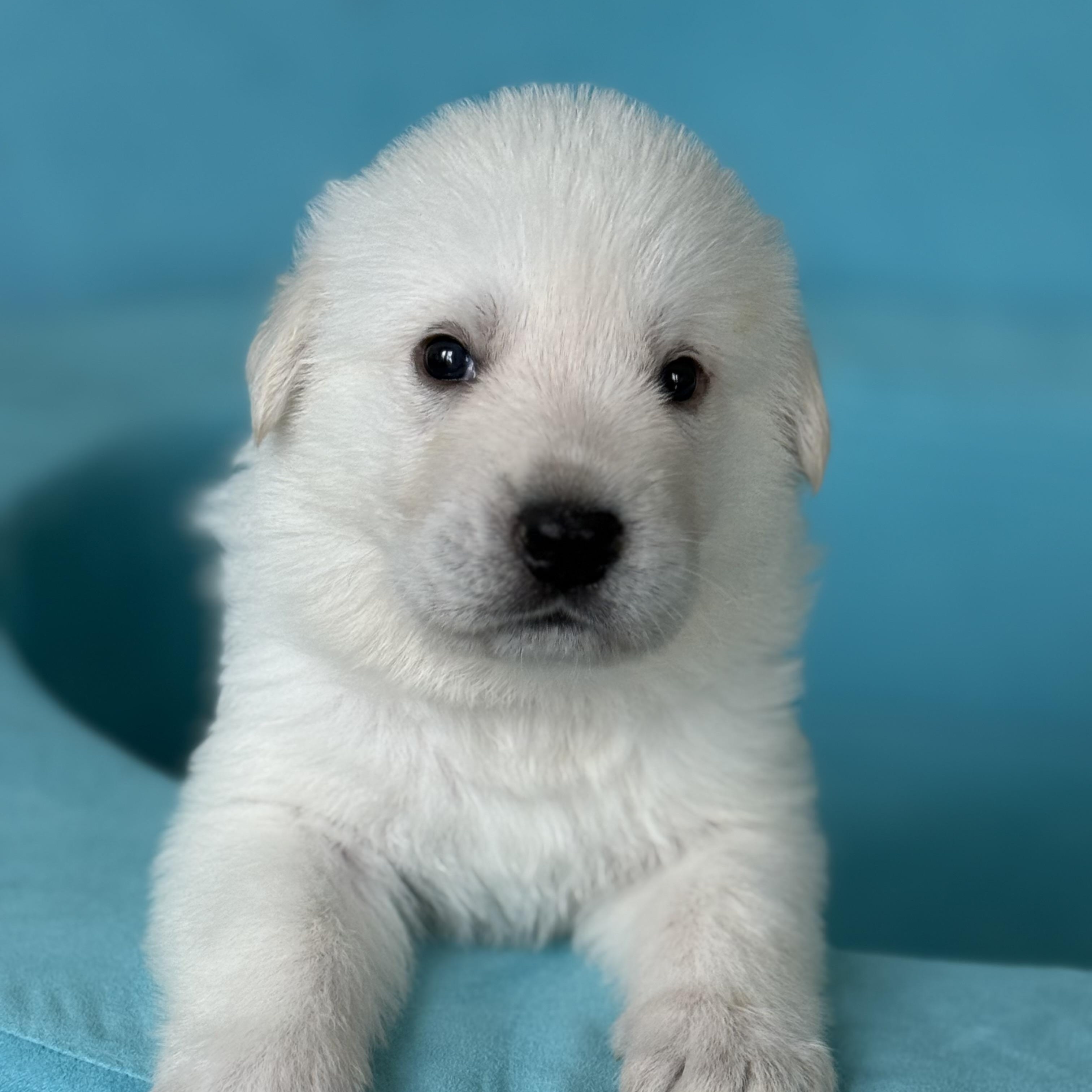 LEMON-Local, a ADOPTABLE mixed breed in Warwick, RI image 4/6