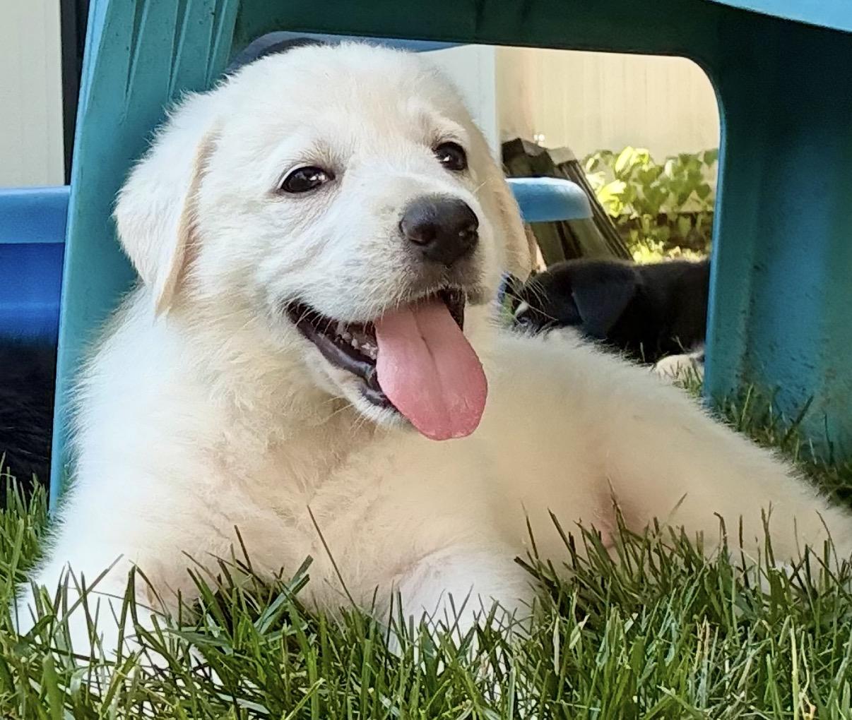 Lemon- local, a ADOPTABLE mixed breed in Warwick, RI image 2/6