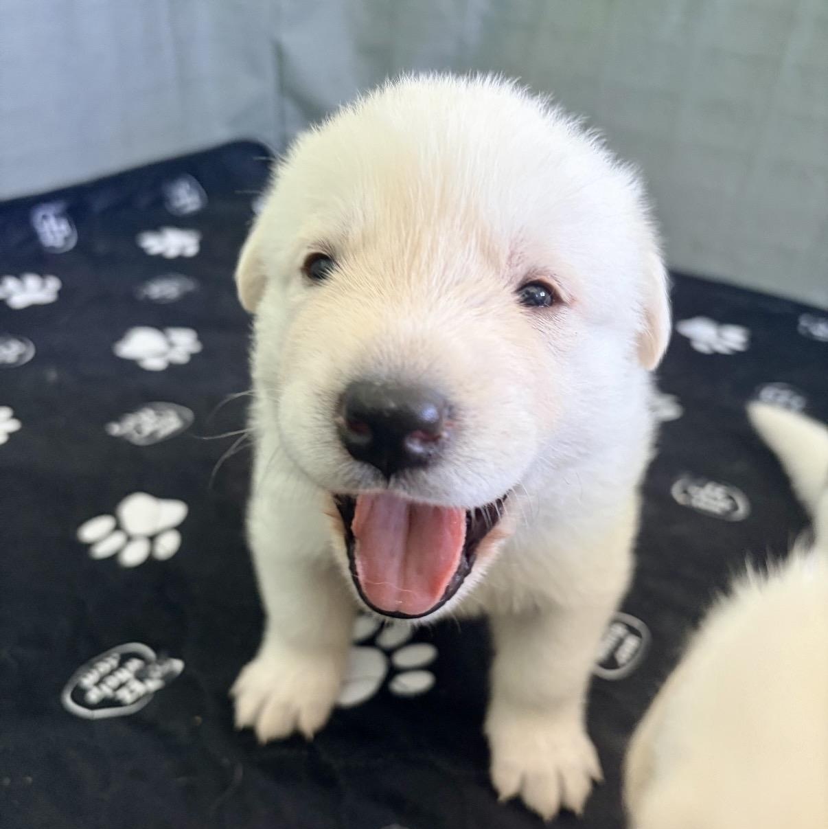 LEMON-Local, a ADOPTABLE mixed breed in Warwick, RI image 6/6