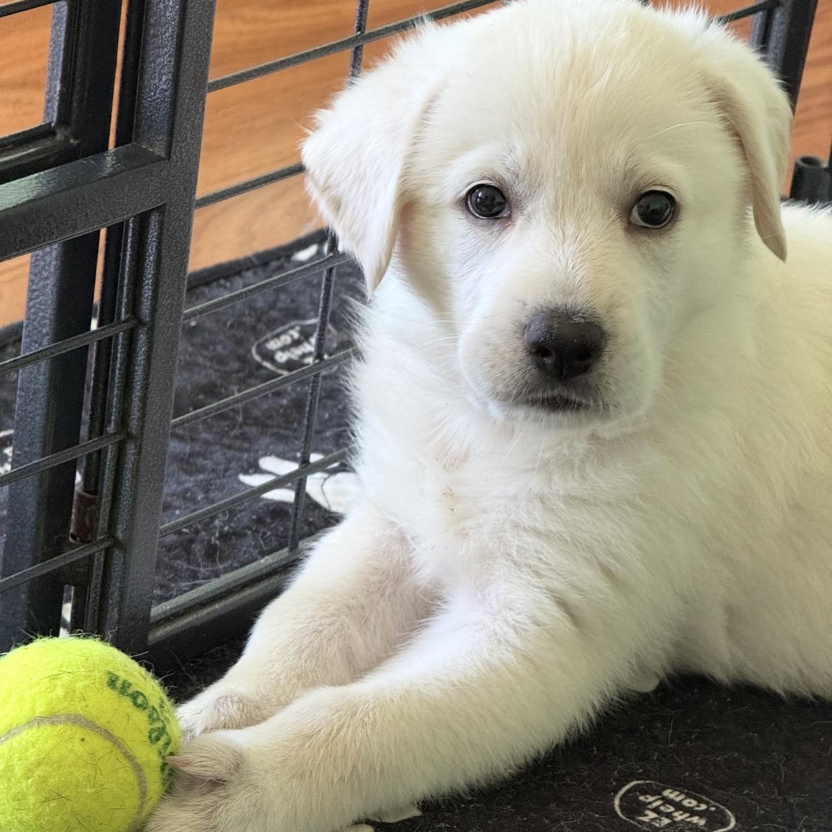 Lemon- local, a ADOPTABLE mixed breed in Warwick, RI image 3/6