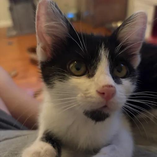 Bentley, ADOPTABLE, Kitten Male Domestic Short Hair.