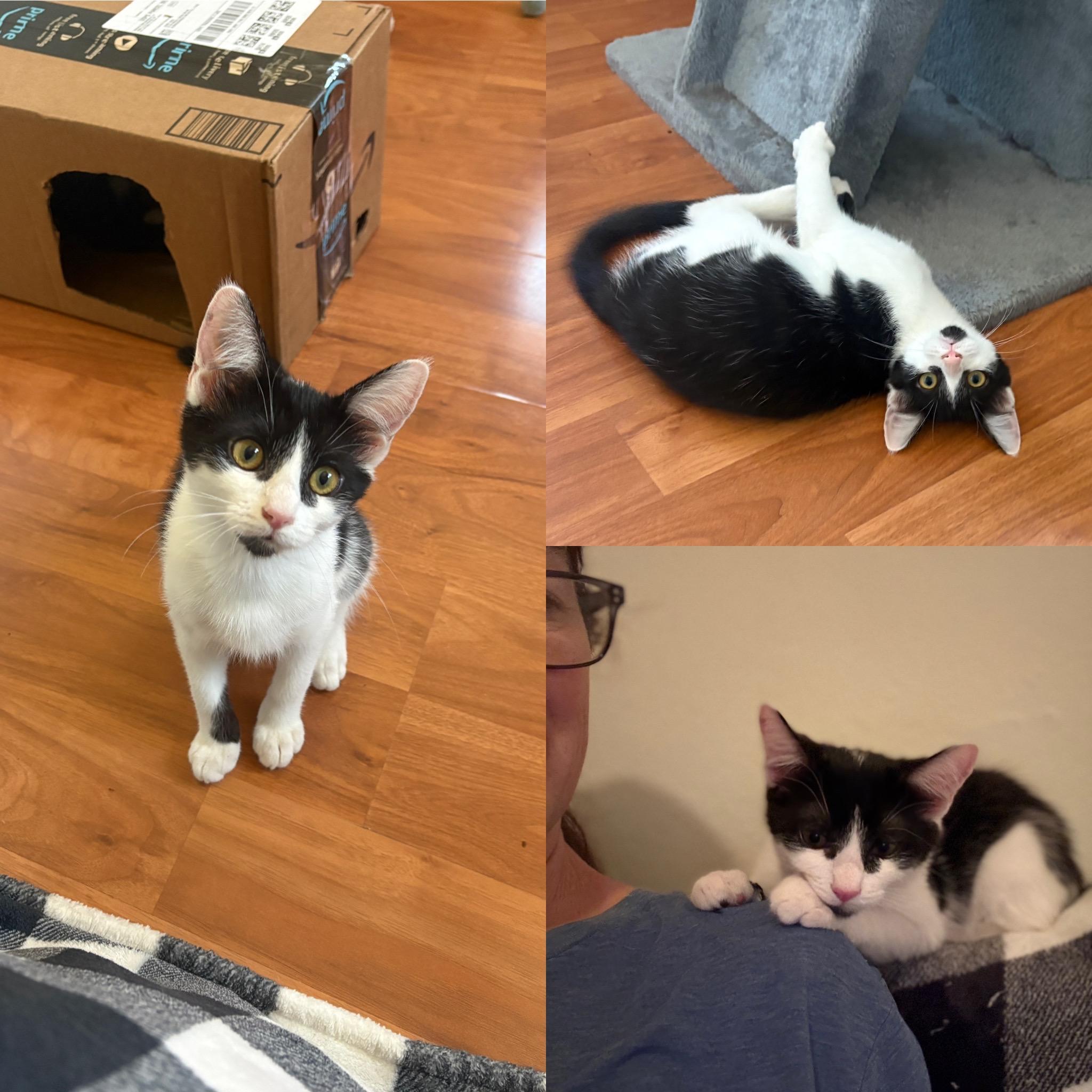 Bentley, a ADOPTABLE Domestic Short Hair in Albuquerque, NM image 2/4