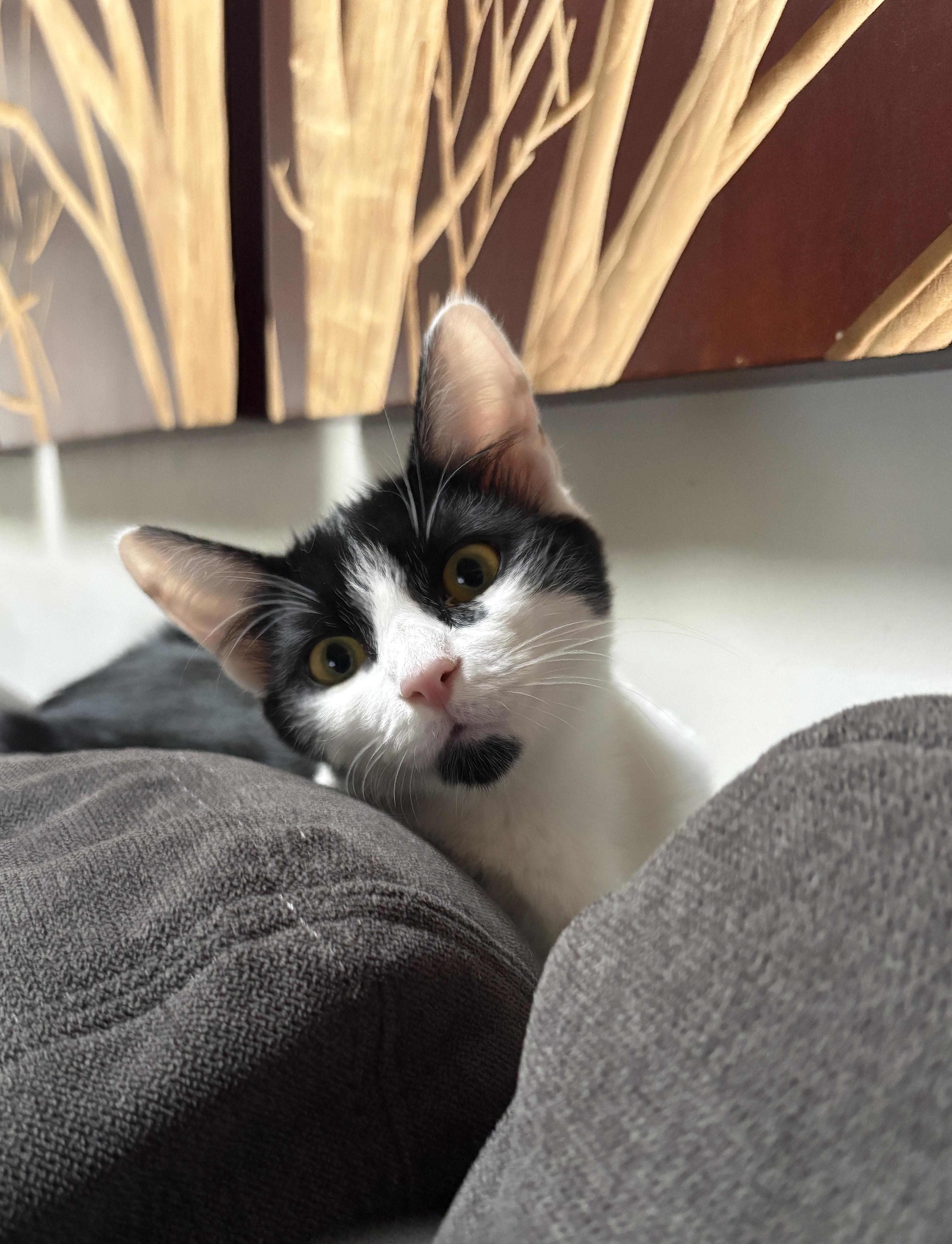 Enlarge Bentley, a ADOPTABLE Domestic Short Hair in Albuquerque, NM image 2/5