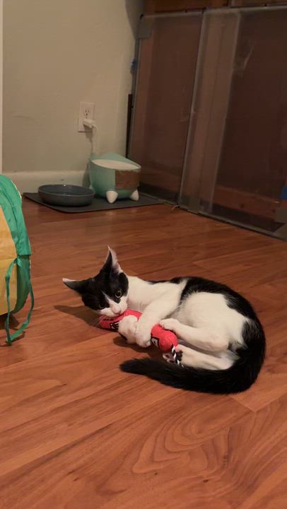 Enlarge Bentley, a ADOPTABLE Domestic Short Hair in Albuquerque, NM video 3/4