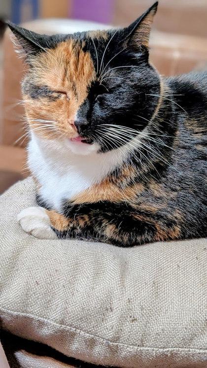 Shade, Adoptable, Adult Female Domestic Short Hair & Domestic Short Hair.