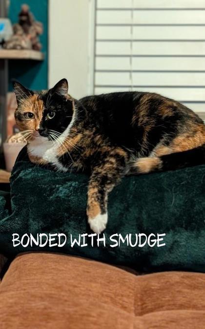 Shade, a Adoptable mixed breed in New Albany, IN image 2/3