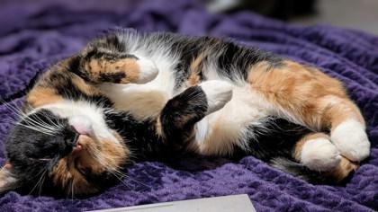 Shade, a Adoptable mixed breed in New Albany, IN image 3/3