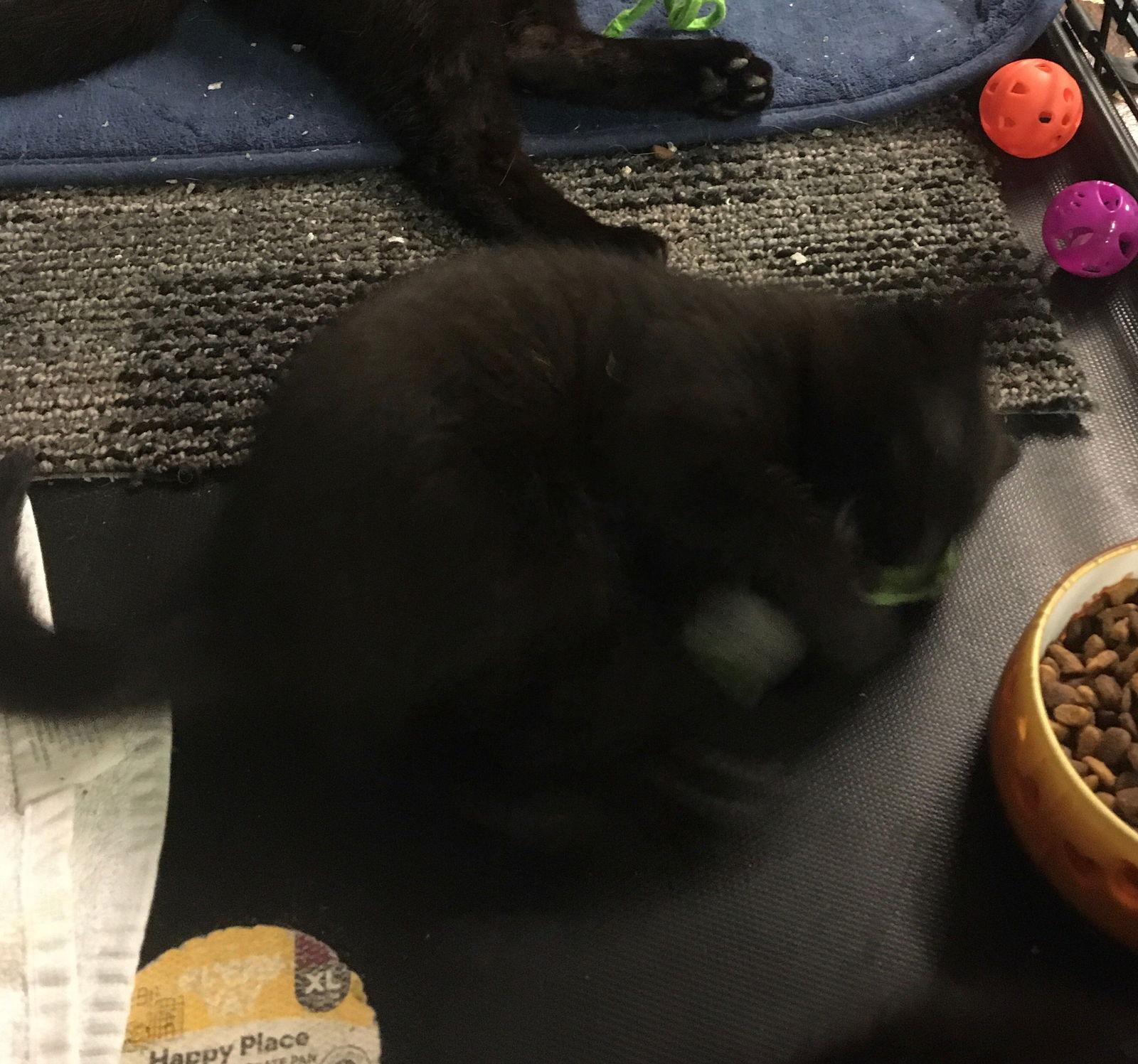 Britney, Adoptable, Adult Female Domestic Short Hair.