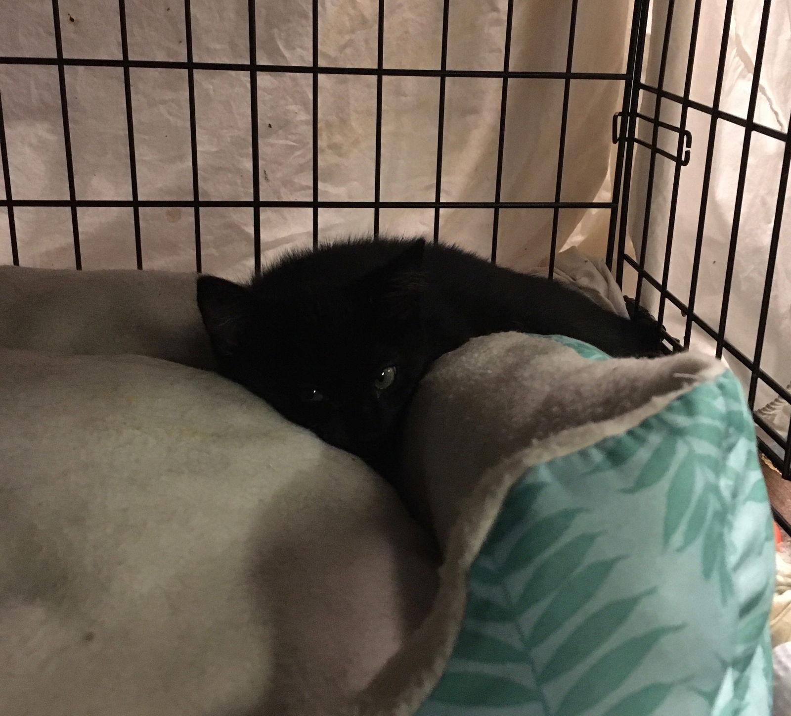 Enlarge Britney, a Adoptable Domestic Short Hair in Macedonia, OH image 2/3