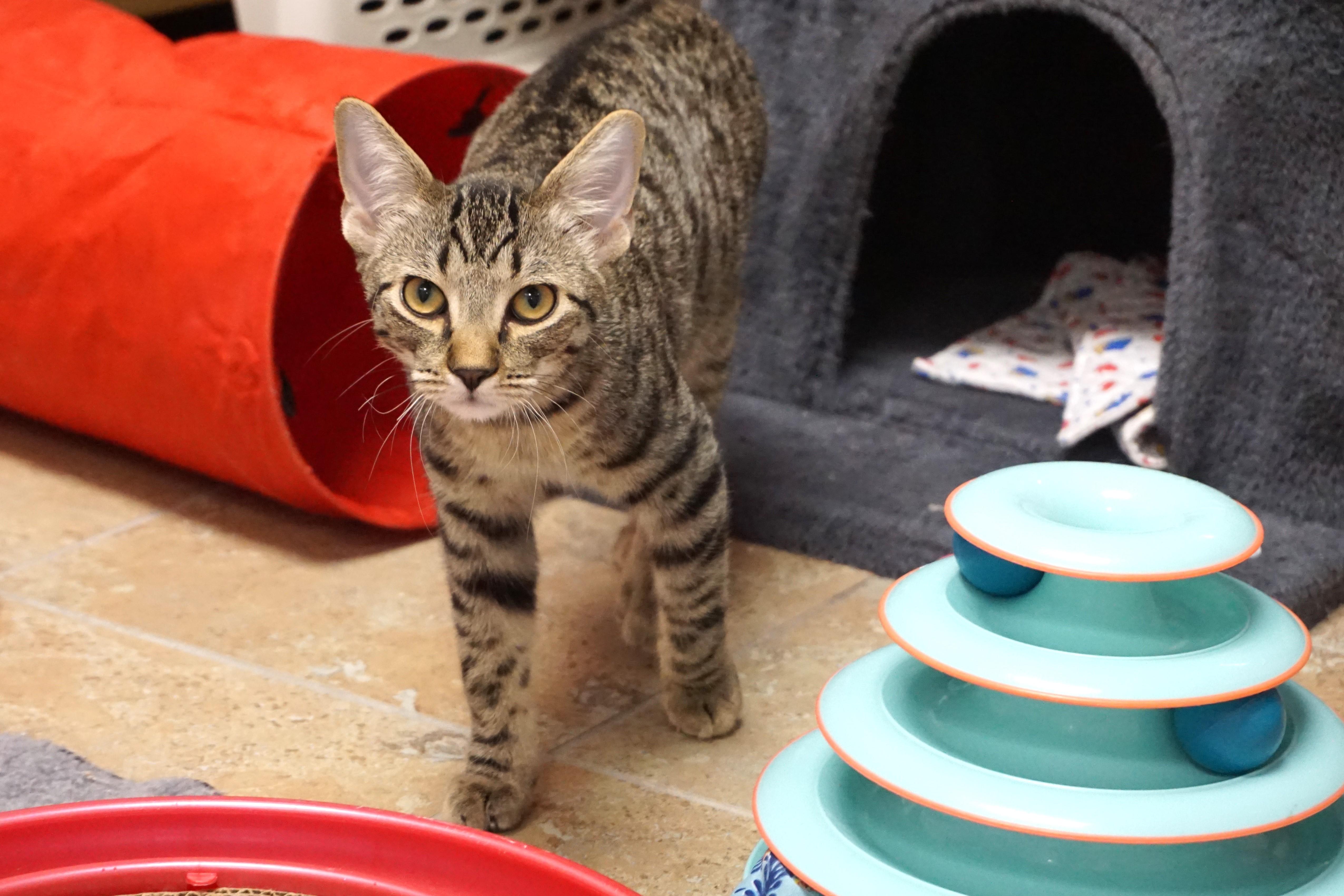 Enlarge Schwarzy, an adopted Domestic Short Hair in Fountain Hills, AZ image 1/4